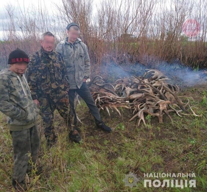 З Чорнобиля троє чоловіків хотіли вивезти 60 кілограмів лосячих ріг