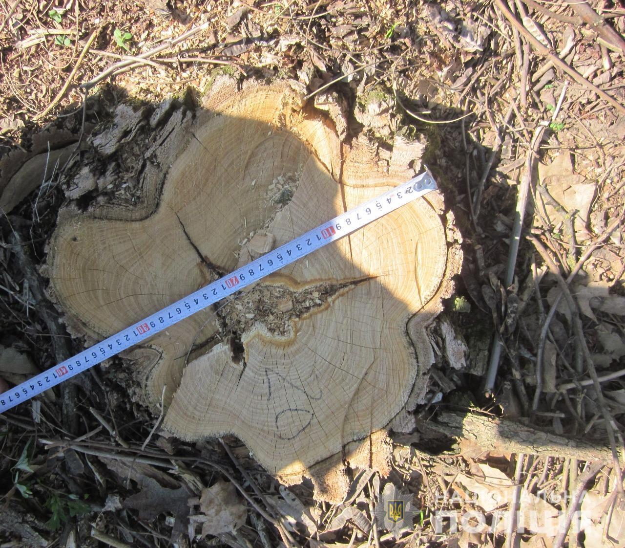 Поліція Київщини повідомила про підозру чоловіку, який займався незаконною вирубкою дерев