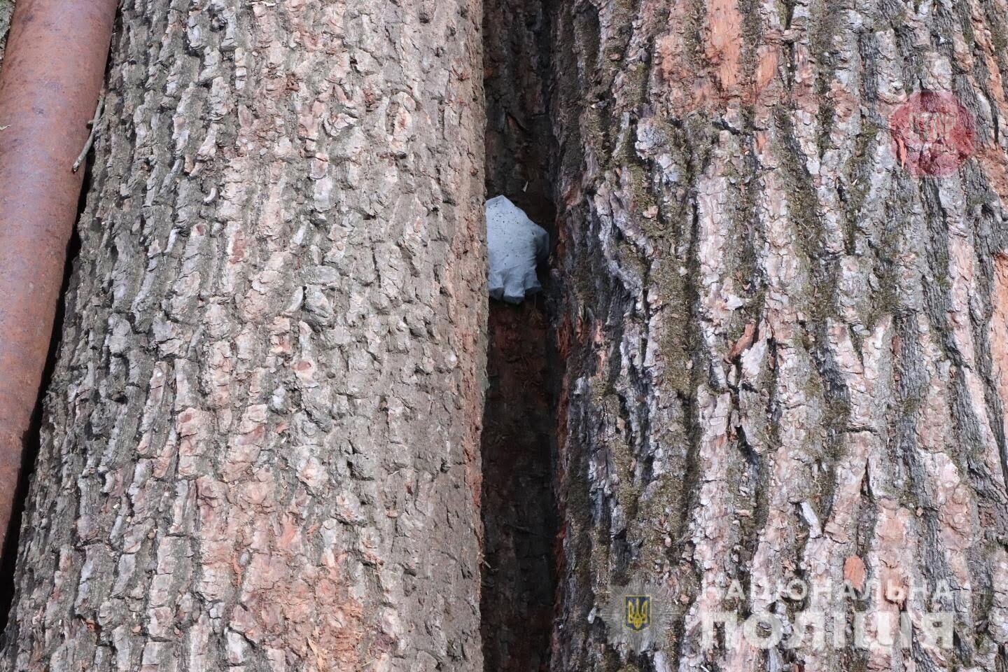 Незаконна вирубка: у Харківській області порушник перевозив дуби (фото)