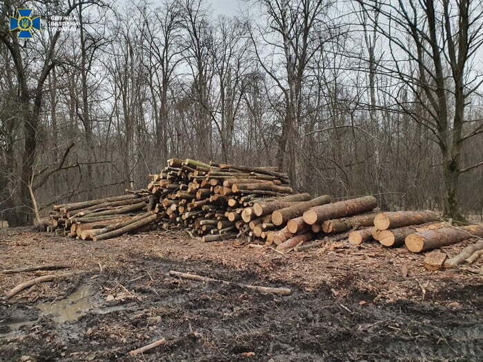 На Вінниччині СБУ викрила нелегальну вирубку дерев  державного лісового фонду на понад 3 мільйона гривень