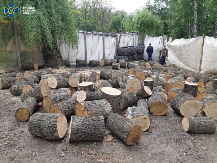 На Вінниччині СБУ викрила нелегальну вирубку дерев  державного лісового фонду на понад 3 мільйона гривень