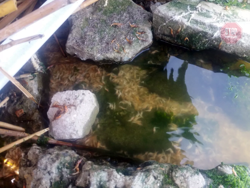 В Одеській області загинули тонни креветок (фото, відео)