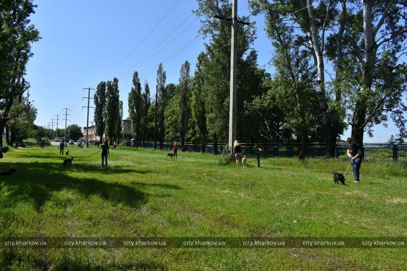 У Харкові притулок для тварин відкрив двері для відвідувачів