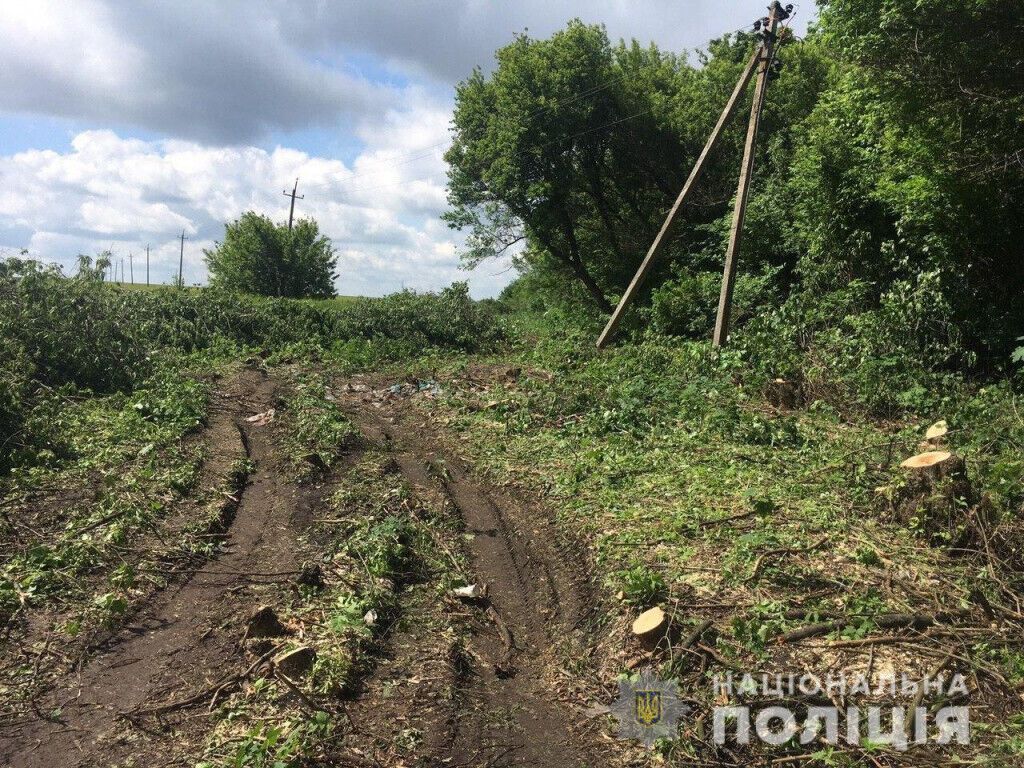 Покровські поліцейські задокументували два факти незаконної порубки лісу
