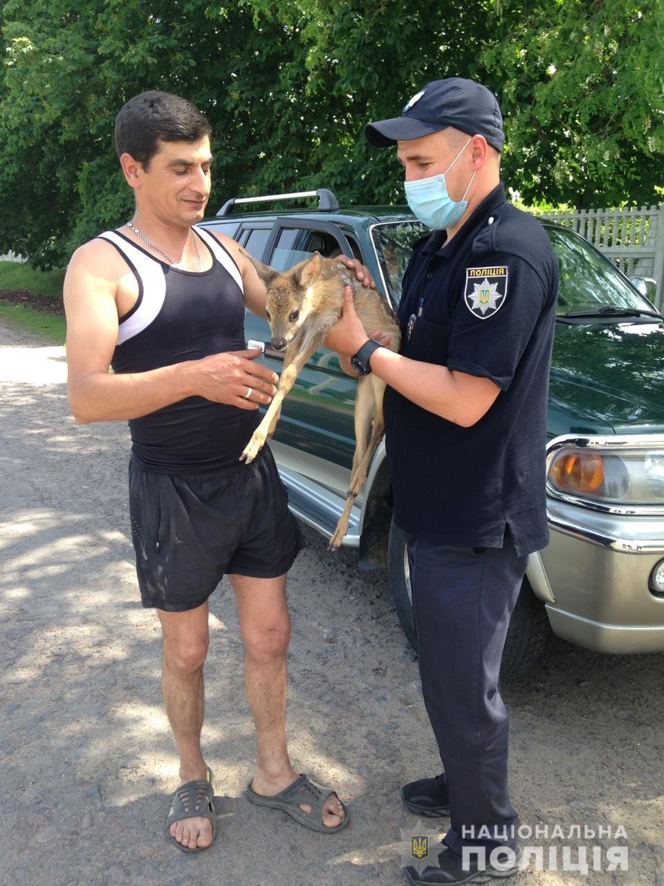 На Вінниччині поліцейські передали зоопарку маля козулі, яке виявили під час відпрацювання району