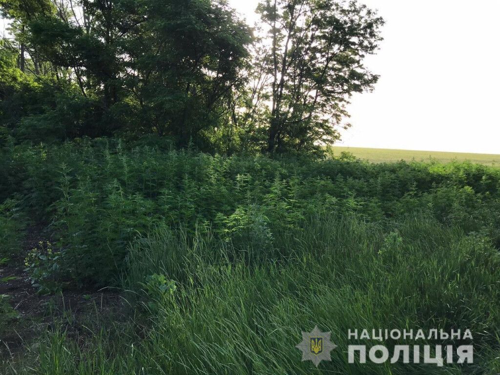 Поблизу Маріуполя поліцейські Донеччини ліквідували плантацію конопель