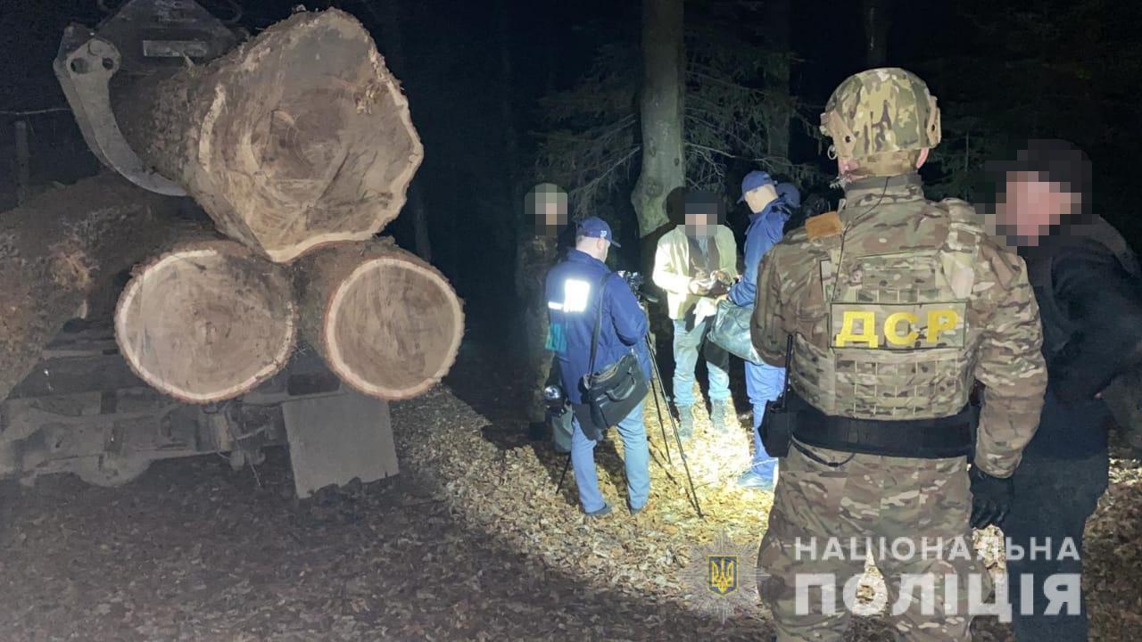 На Львівщині за організацію незаконної порубки лісу перед судом постануть учасники організованої злочинної групи