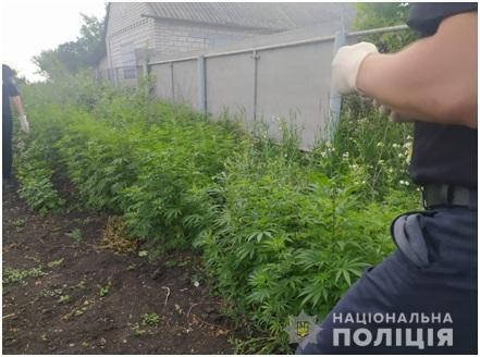 Любашівські поліцейські притягують до кримінальної відповідальності жителя району за вирощування конопель