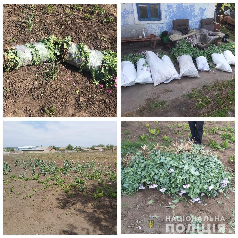 Поліцейські викрили двох жителів Одещини у незаконному вирощуванні снодійного маку