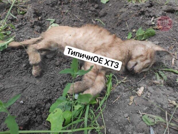 У Харкові чоловік з п'ятого поверху викинув кошеня (фото 18+)