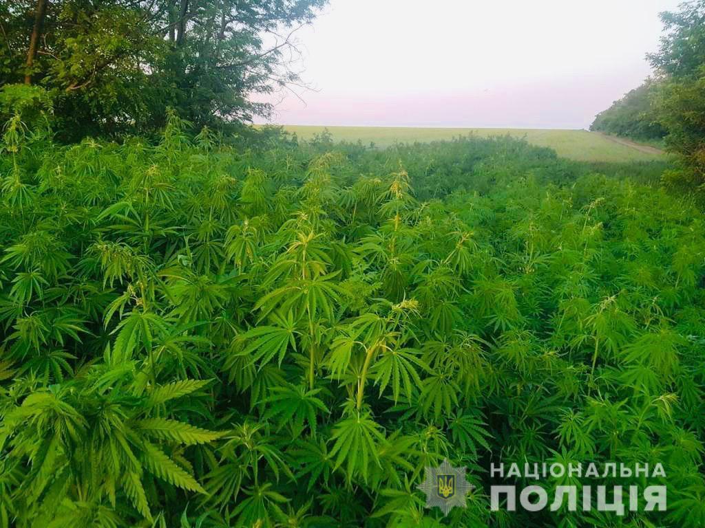 Поблизу Маріуполя поліцейські Донеччини ліквідували плантацію конопель