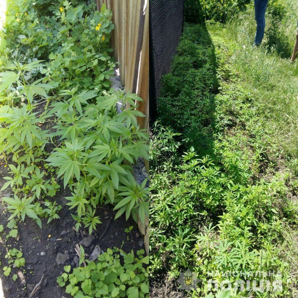 У Кураховому поліцейські припинили діяльність місцевого наркоаграрія