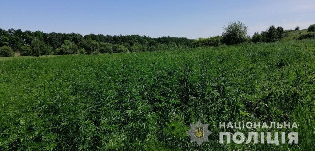 У Великоновосілківському районі поліцейські ліквідували поле конопель