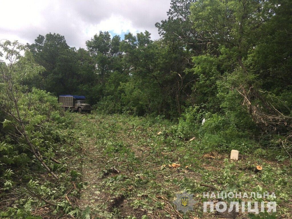 Покровські поліцейські задокументували два факти незаконної порубки лісу