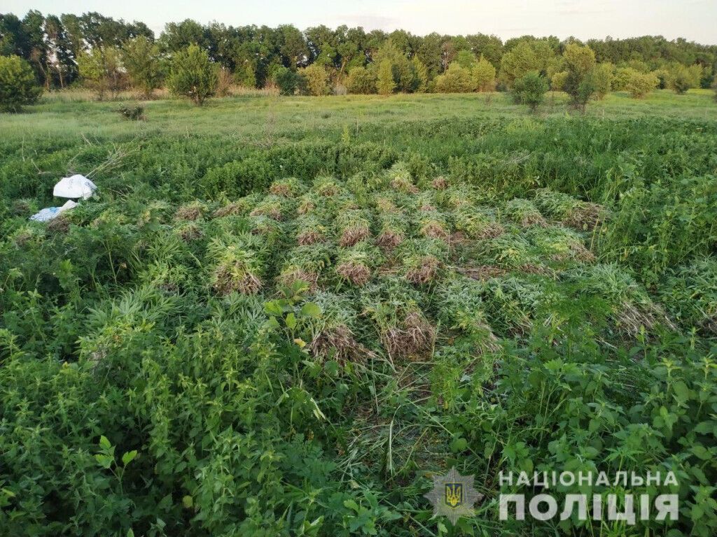 У Великоновосілківському районі поліцейські ліквідували поле конопель
