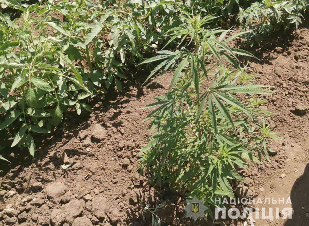 Оперативники Краматорська викрили власника макового та конопляного врожаю