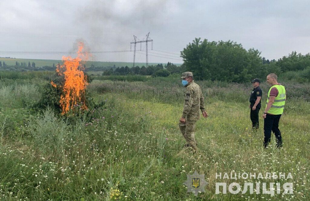 Поліцейські знищили в Костянтинівському районі 750 тисяч кущів конопель (ВІДЕО)