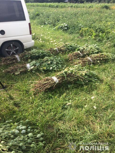 Операція «Мак»: протягом місяця поліцейські задокументували понад 800 фактів  незаконного культивування наркосировини