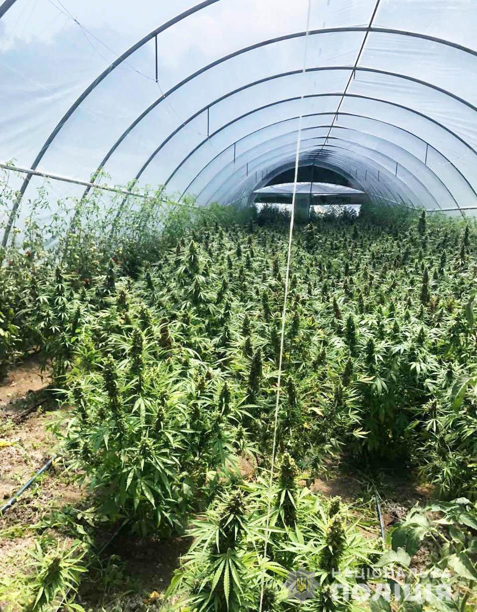 На Кіровоградщині поліцейські виявили теплиці з посівами близько тисячі рослин конопель