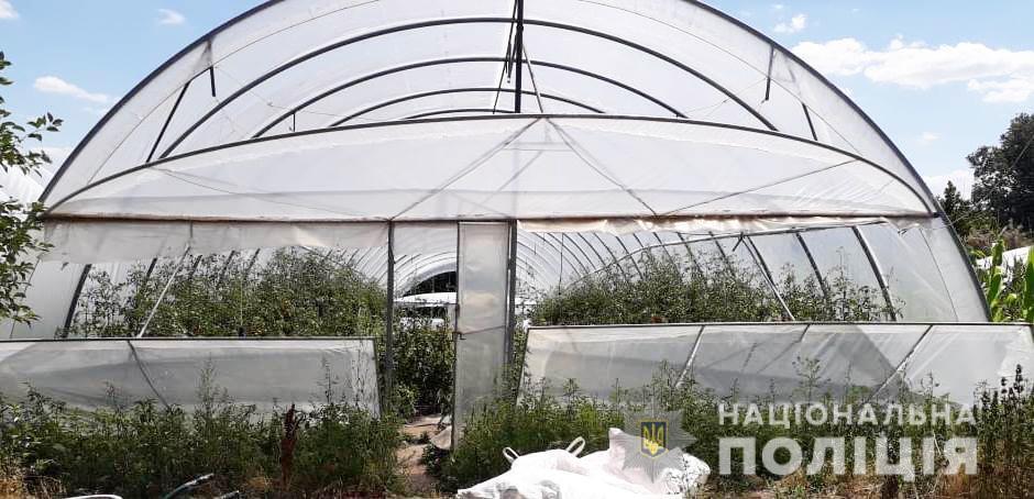 На Кіровоградщині поліцейські виявили теплиці з посівами близько тисячі рослин конопель