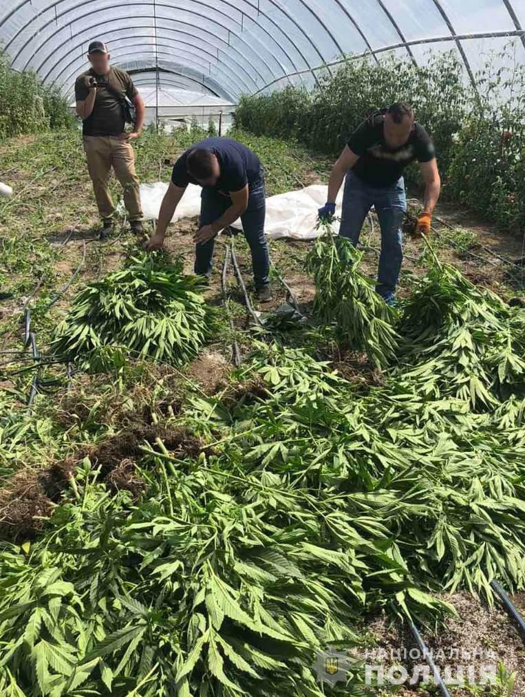 На Кіровоградщині поліцейські виявили теплиці з посівами близько тисячі рослин конопель