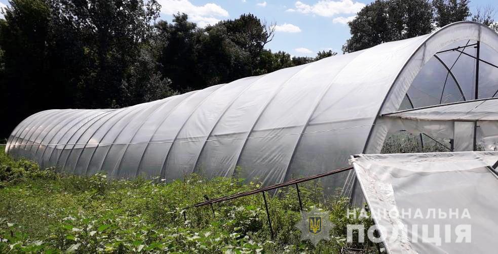 На Кіровоградщині поліцейські виявили теплиці з посівами близько тисячі рослин конопель