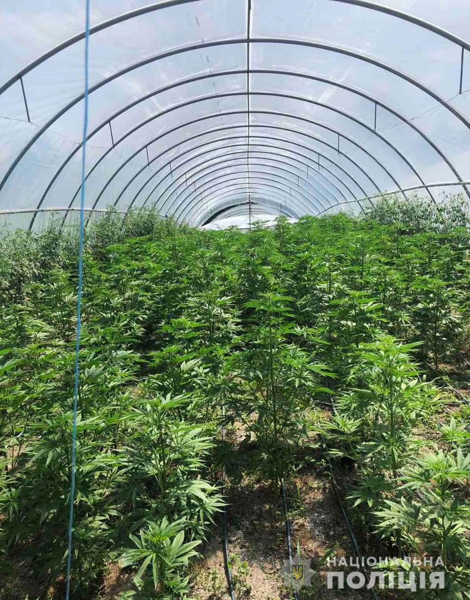 На Кіровоградщині поліцейські виявили теплиці з посівами близько тисячі рослин конопель