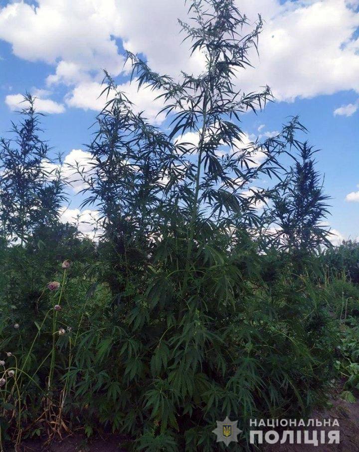 Поліцейські Добропілля ліквідували три наркопосіви