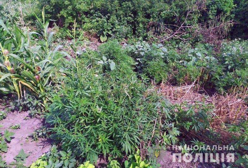 Поліцейські Добропілля ліквідували три наркопосіви