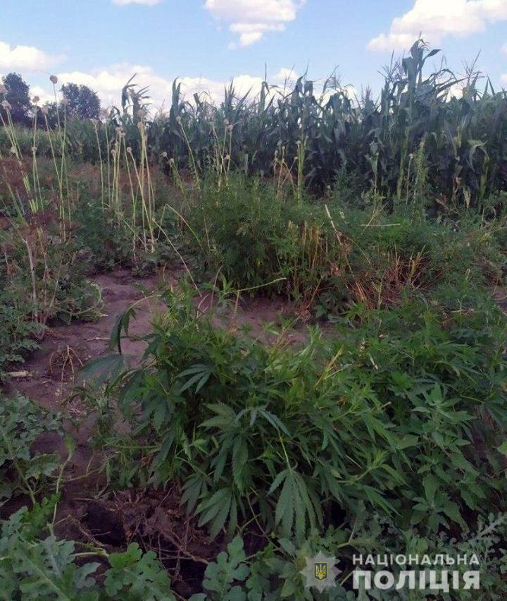 Поліцейські Добропілля ліквідували три наркопосіви