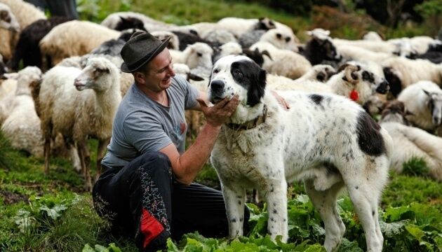 Вівчарі у Карпатах тримають собак, схожих на овець