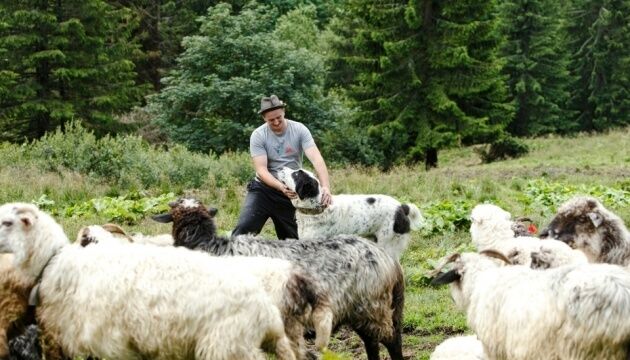 Вівчарі у Карпатах тримають собак, схожих на овець