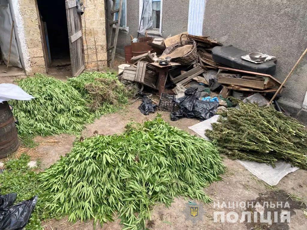 На Херсонщині поліцейські вилучили 760 кущів конопель у жителя Олешківського району