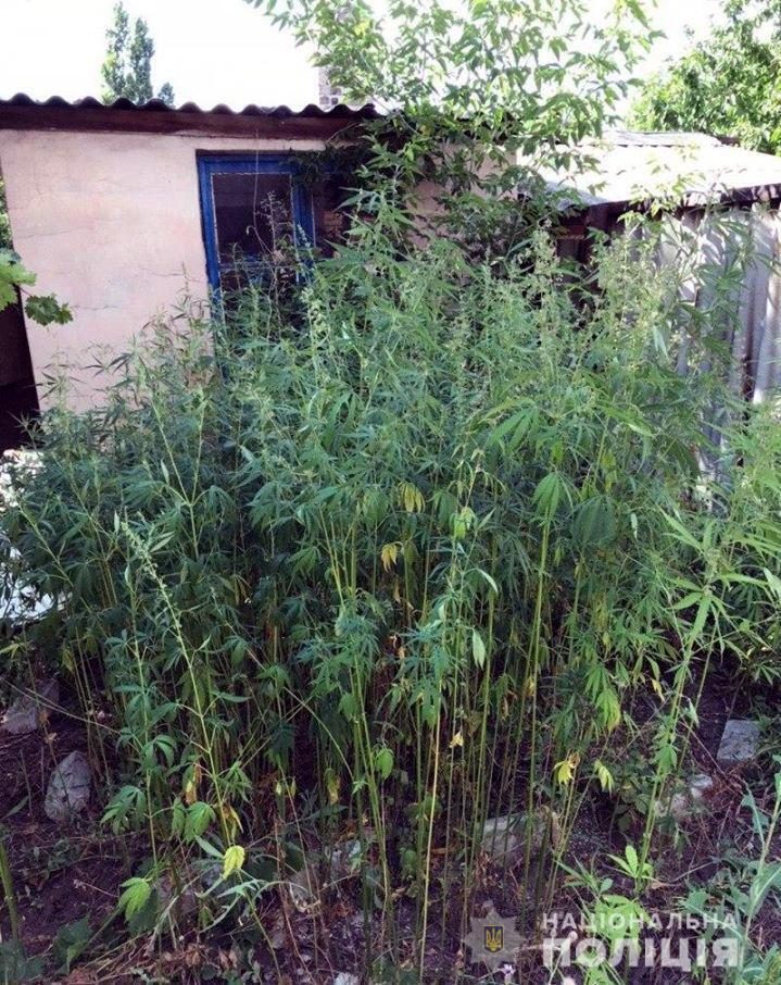 Поліцейські Добропілля ліквідували три наркопосіви