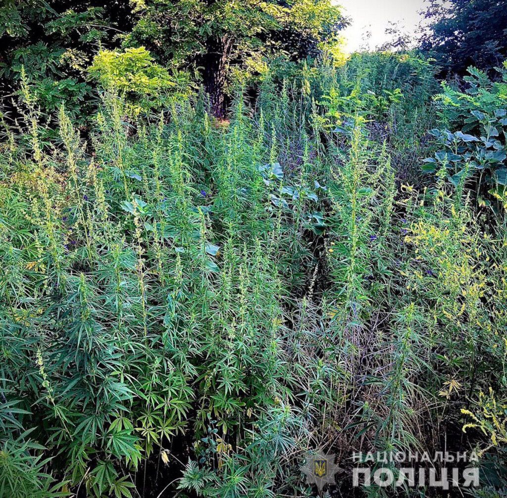 Поліцейські Донеччини знищили більше 8 000 кущів конопель