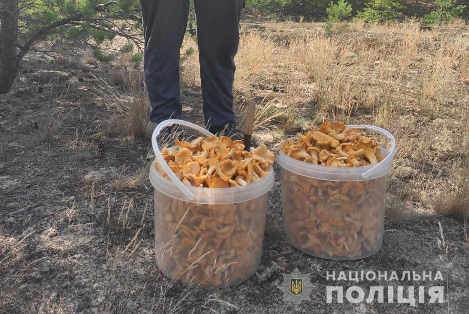 Поліція ЧАЕС попередила незаконне переміщення 300 кг радіаційних ягід та грибів із зони відчуження