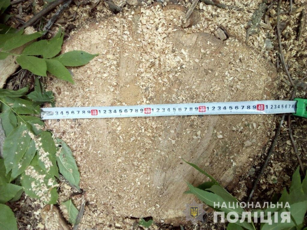 За фактом незаконної вирубки лісу поліція Бахмута відкрила кримінальне провадження
