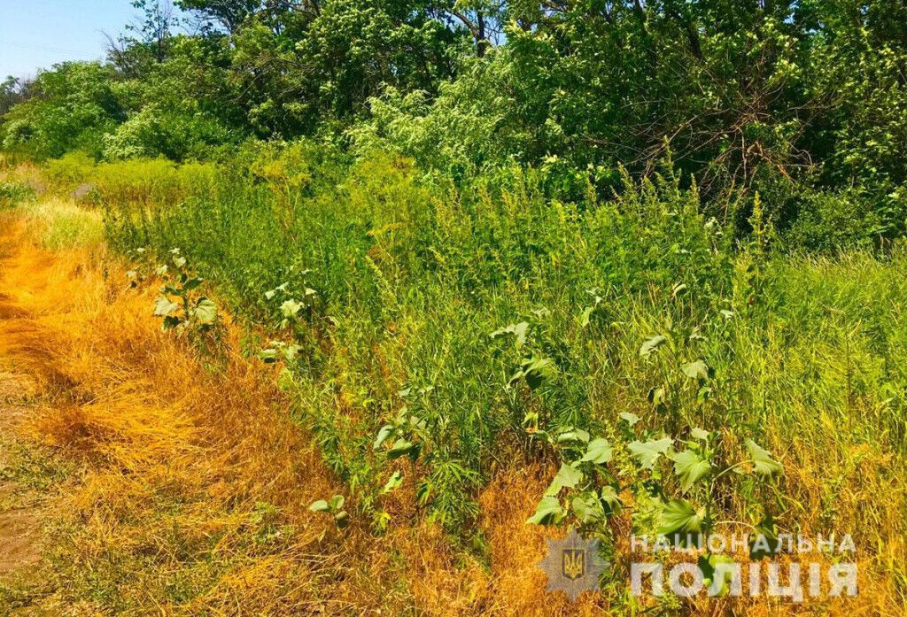 Поліцейські Донеччини знищили більше 8 000 кущів конопель