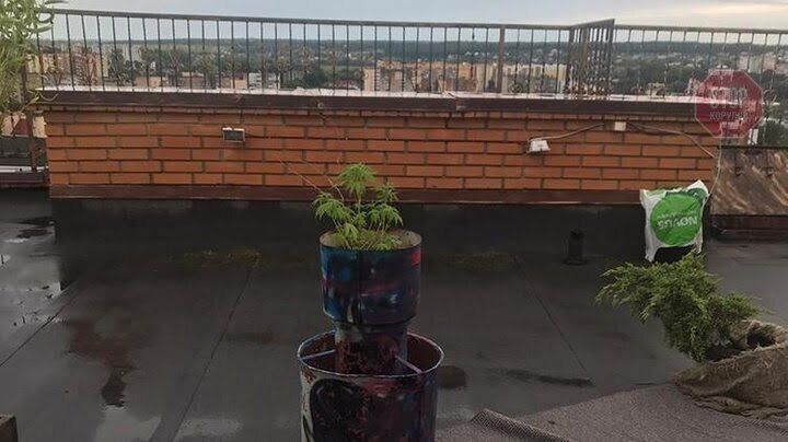 У Тернополі злочинець на даху дев'ятиповерхівки вирощував коноплю (фото)