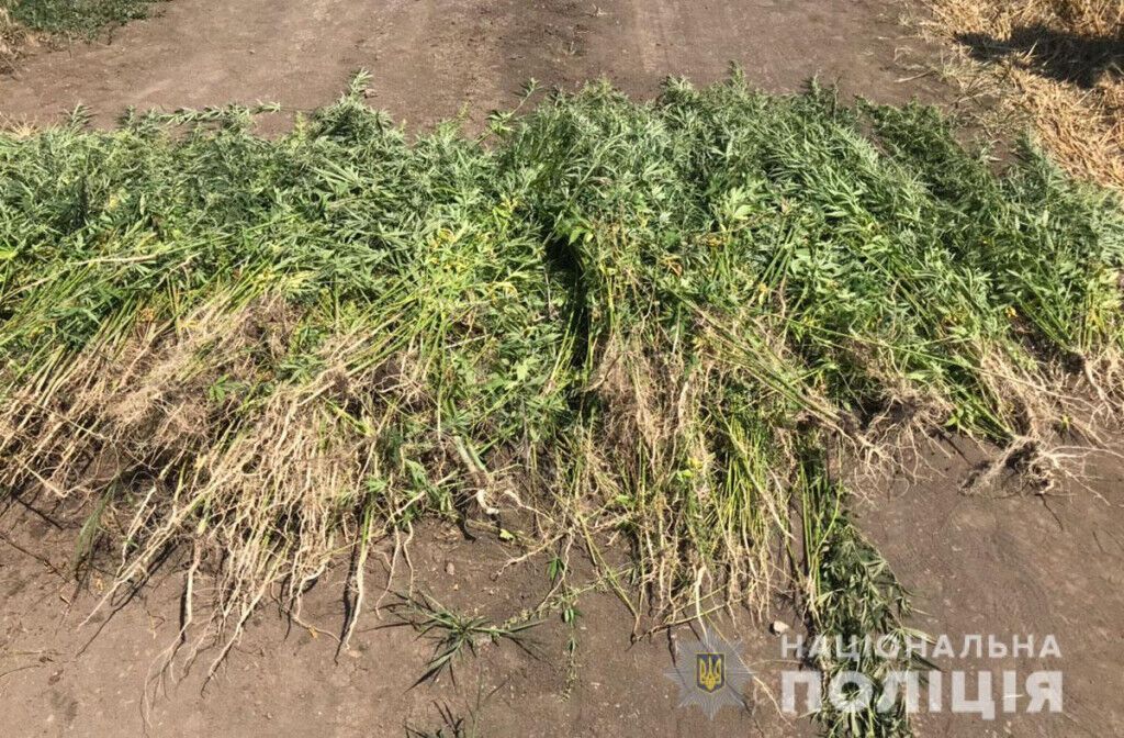 Поліцейські Донеччини знищили більше 8 000 кущів конопель