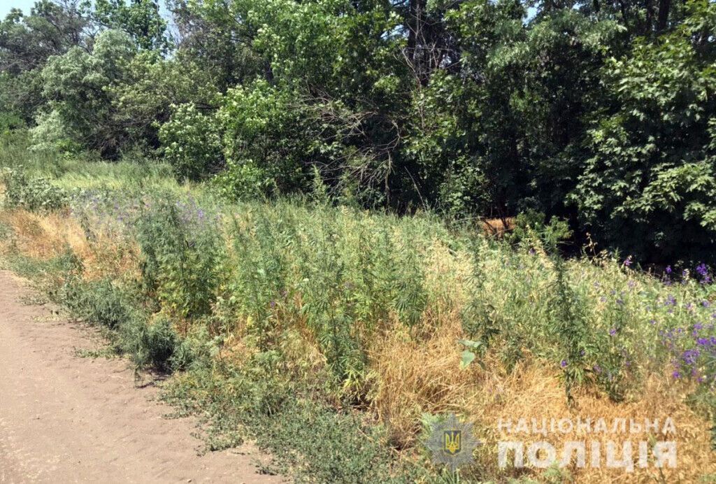 Поліцейські Донеччини знищили більше 8 000 кущів конопель
