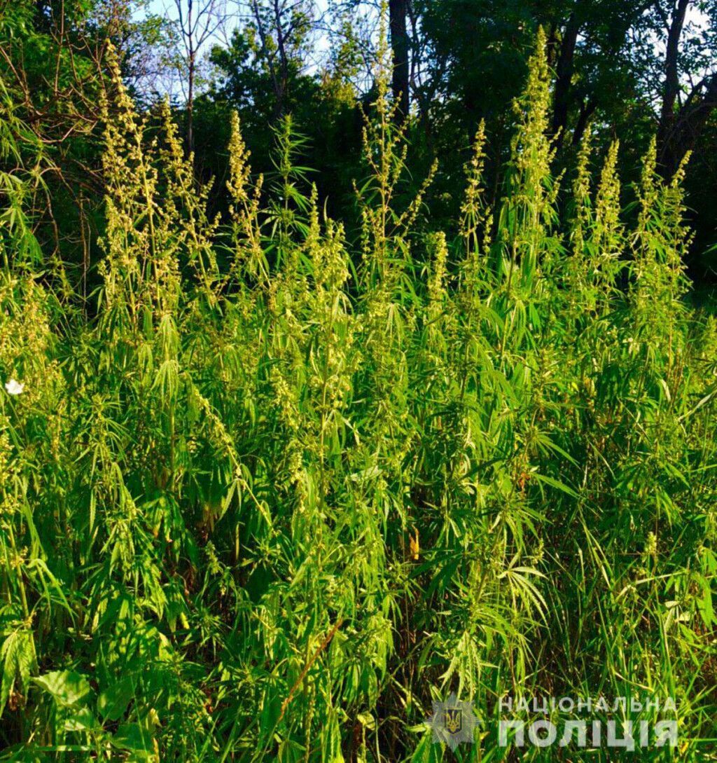 Поліцейські Донеччини знищили більше 8 000 кущів конопель