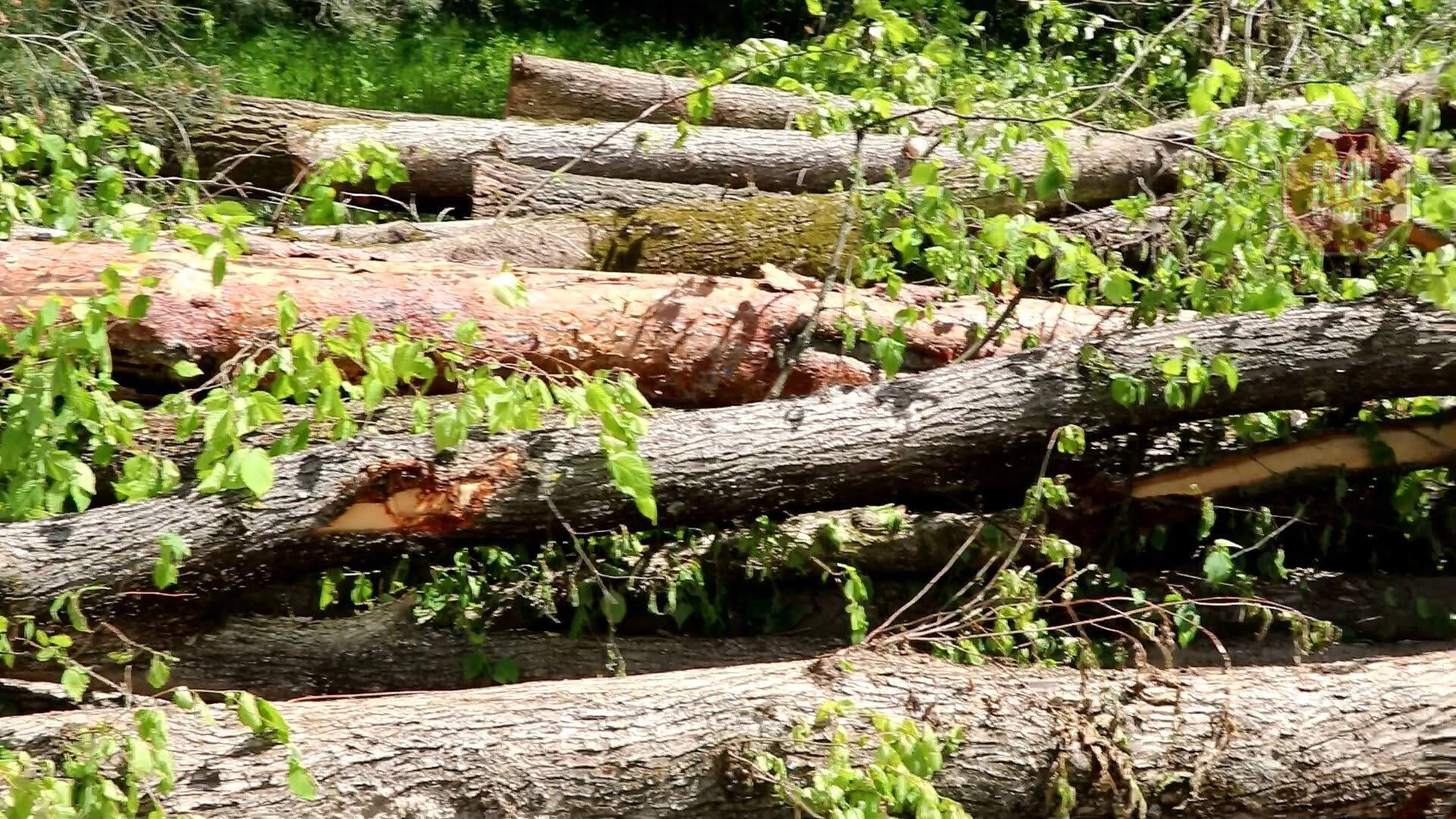  Фото: СтопКор