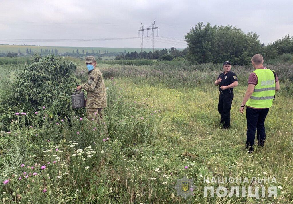 Поліцейські знищили в Костянтинівському районі 750 тисяч кущів конопель (ВІДЕО)