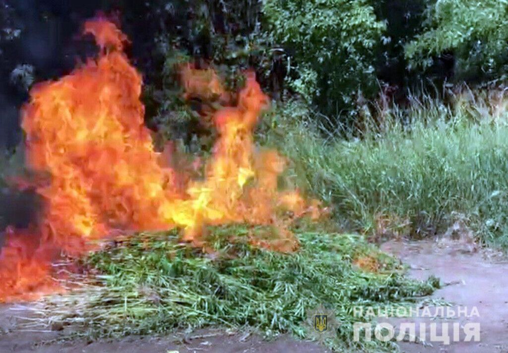 Поліцейські Донеччини знищили більше 8 000 кущів конопель