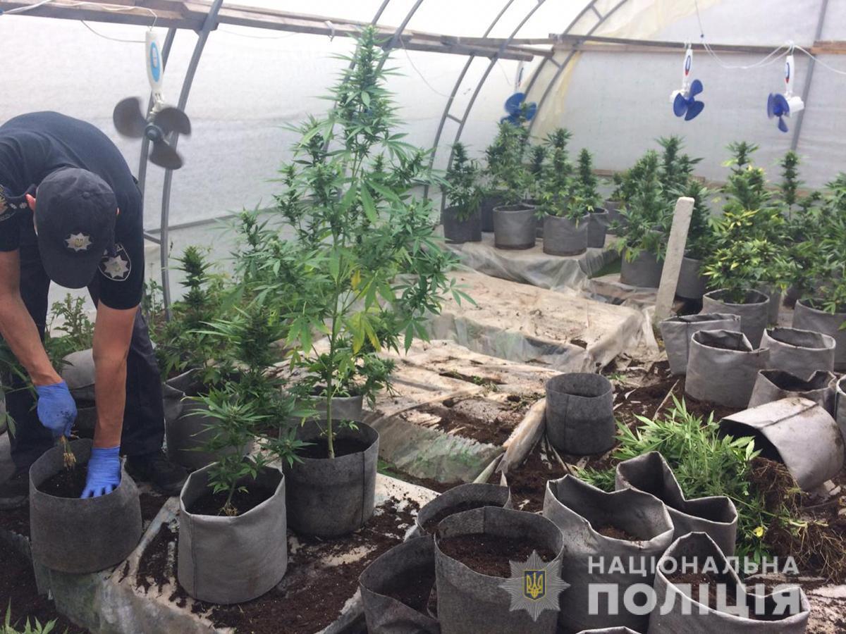 Протягом доби у Житомирському районі поліцейські вилучили понад дві тисячі нарковмісних рослин