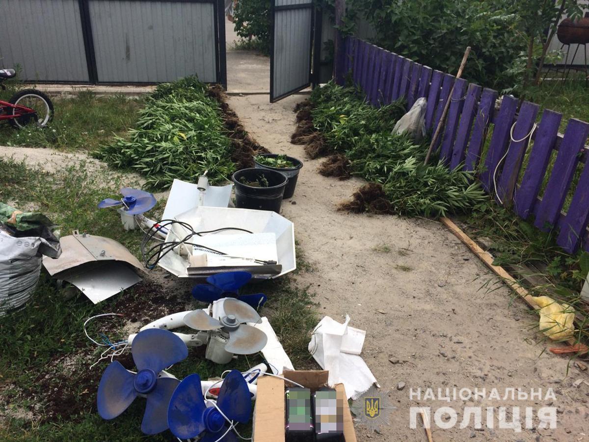 Протягом доби у Житомирському районі поліцейські вилучили понад дві тисячі нарковмісних рослин