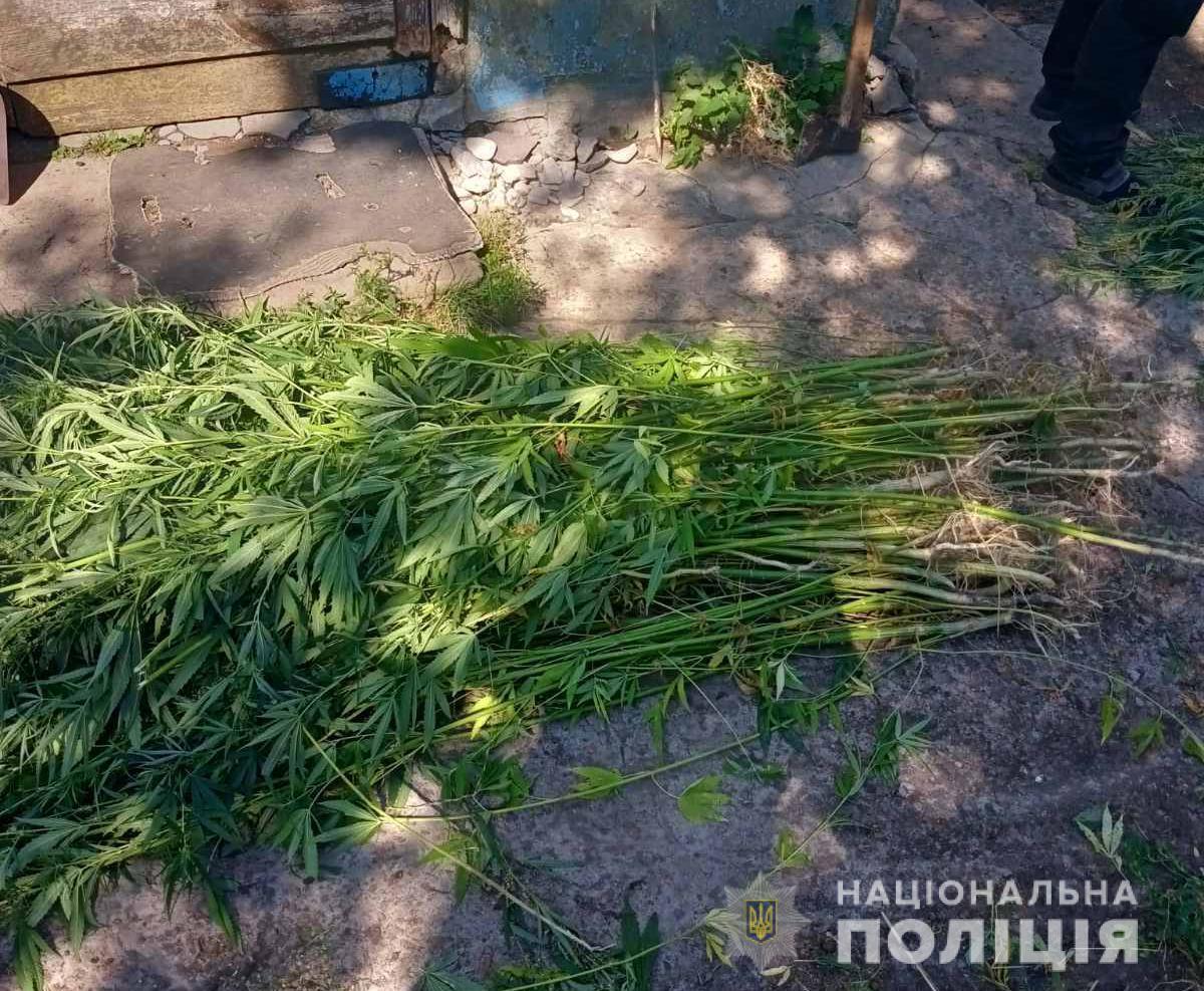 Протягом доби у Житомирському районі поліцейські вилучили понад дві тисячі нарковмісних рослин