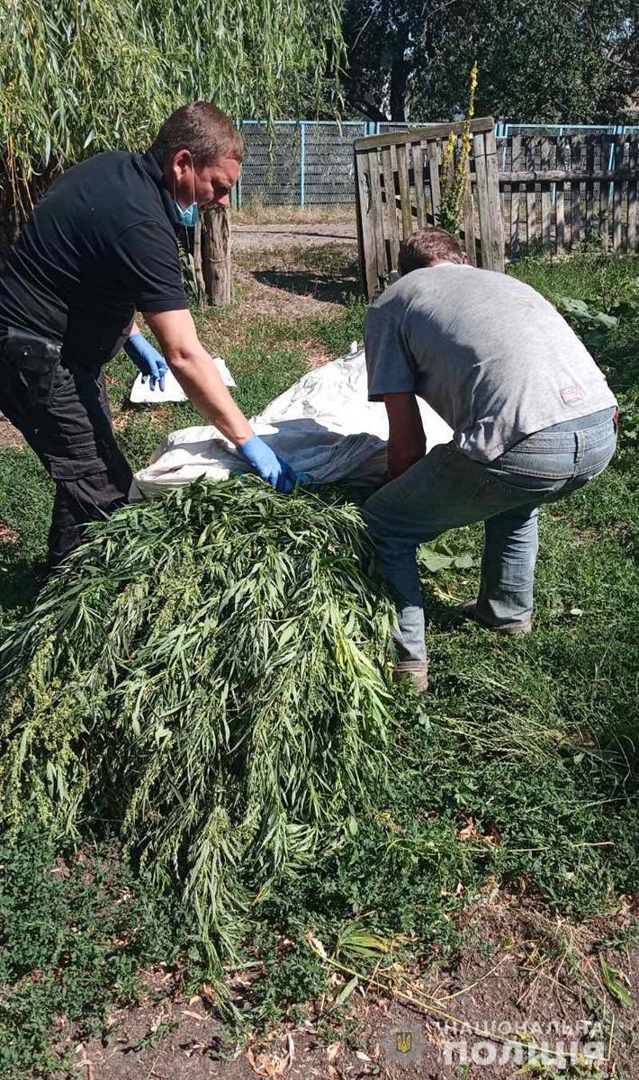 Протягом доби у Житомирському районі поліцейські вилучили понад дві тисячі нарковмісних рослин