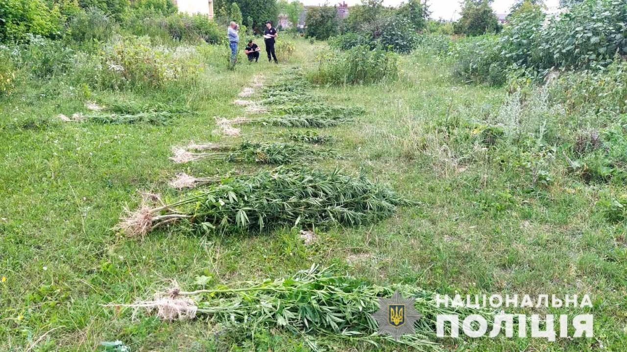 Поліція ліквідувала плантацію конопель, виявлену на Житомирщині за допомогою аеророзвідки